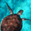 compter_guy_61