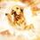 Dogz_R_Godz